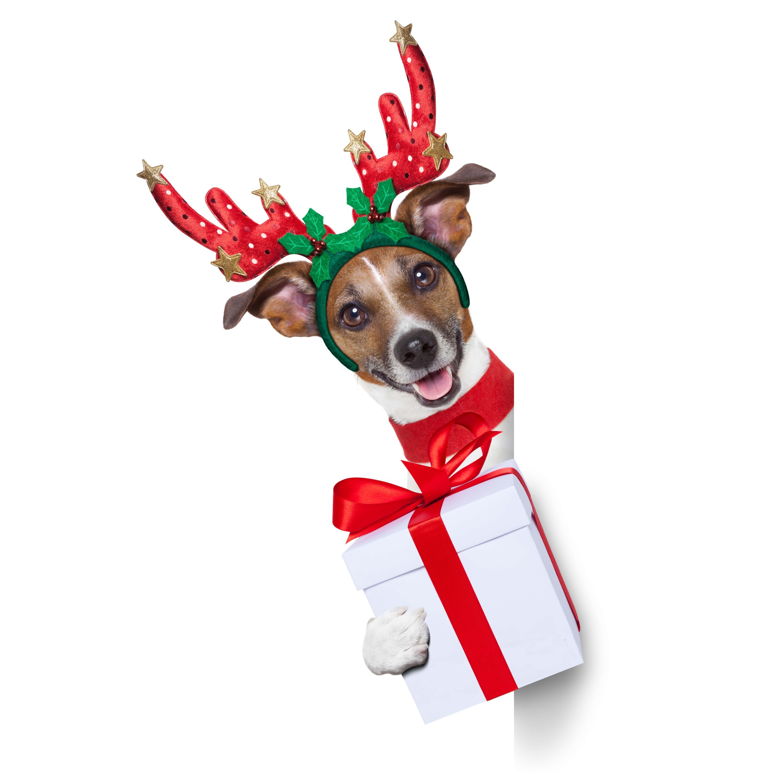 The Ultimate Christmas Gift List for Your Pets